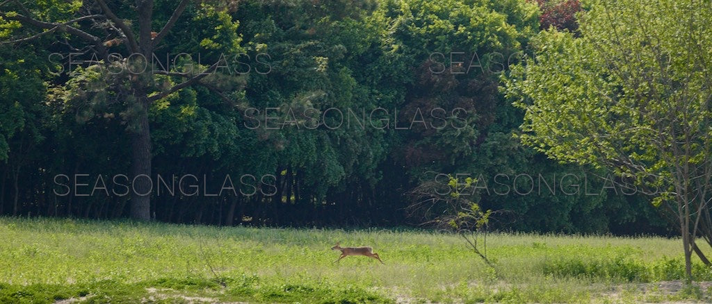 Water Deer