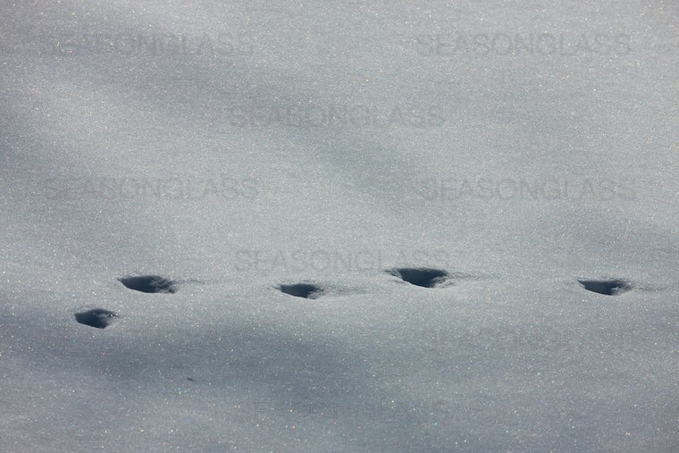 Animal Tracks