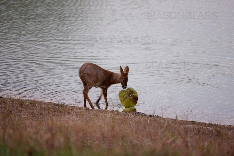 Water Deer