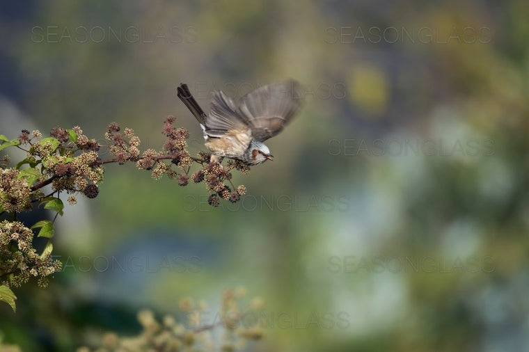 Brown-eared Bulbul