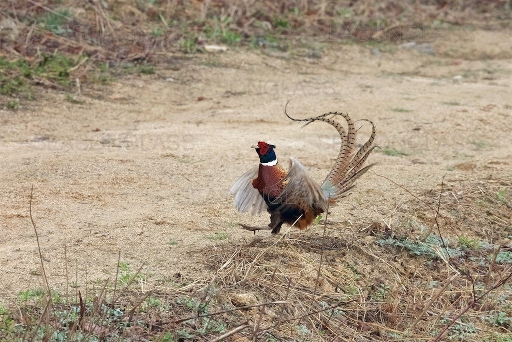 Cock Pheasant