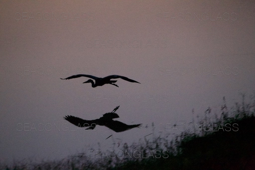 Grey Heron