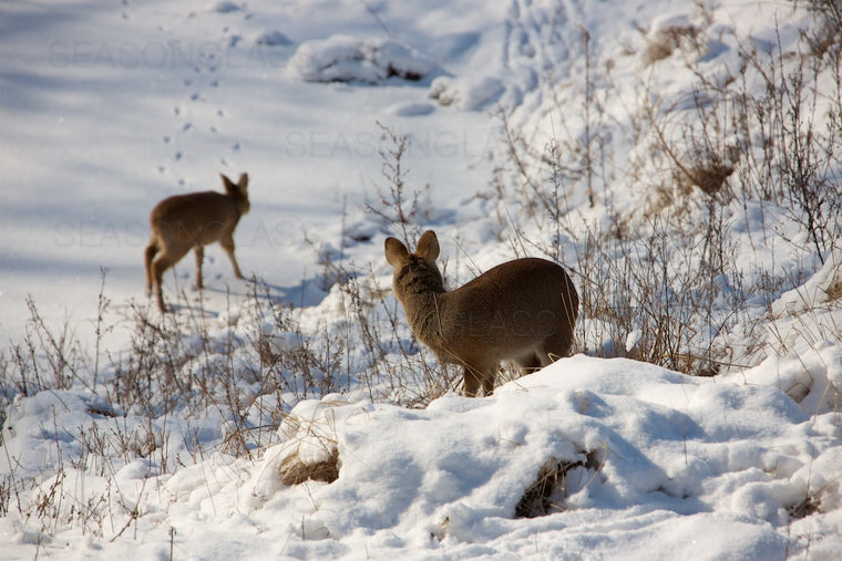 Water Deer