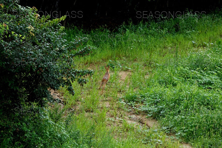 Water Deer