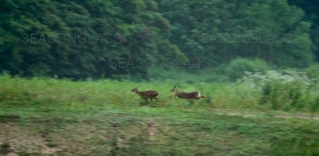 Water Deer