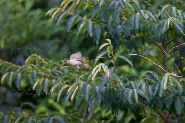 Vinous-throated Parrotbill