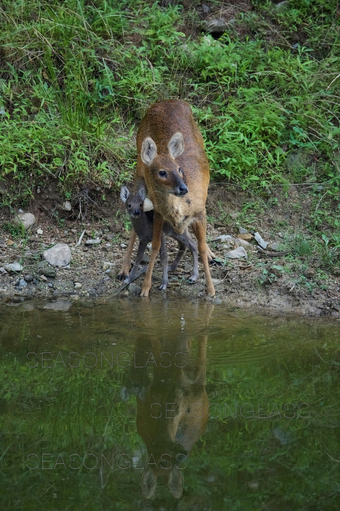 Water Deer