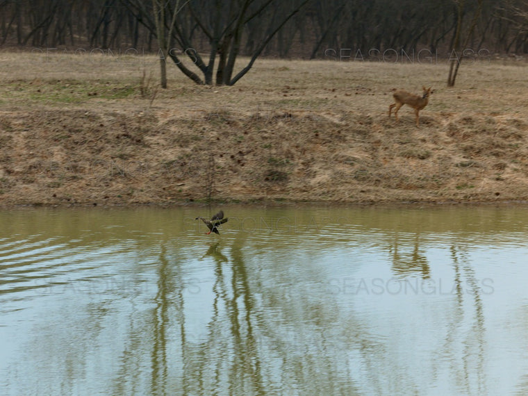 Spot-billed Duck and Water Deer