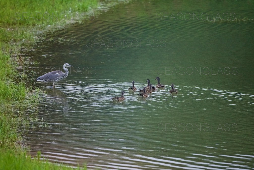 Grey Heron and Female Mandarin Ducks