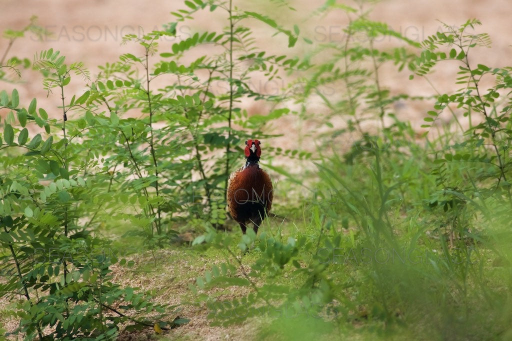 Cock Pheasant