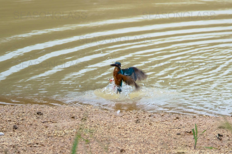 Common Kingfisher
