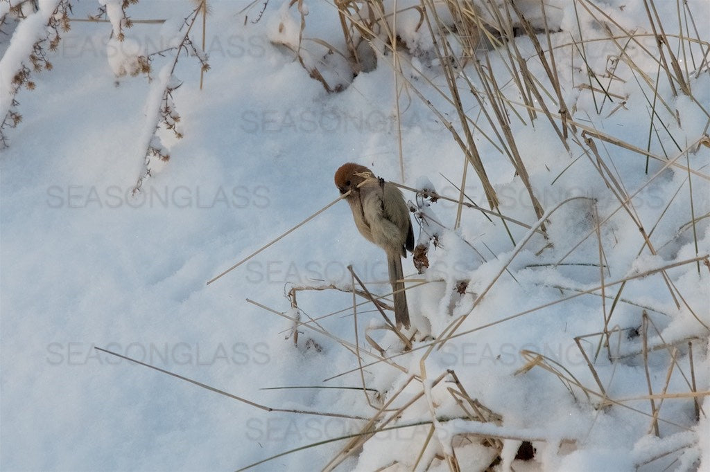 Vinous-throated Parrotbill