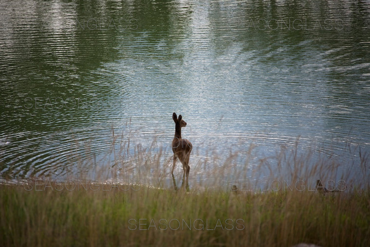 Water Deer