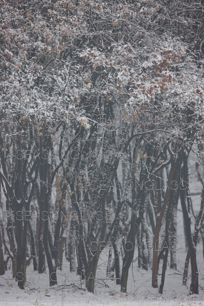 Maple Trees in Winter