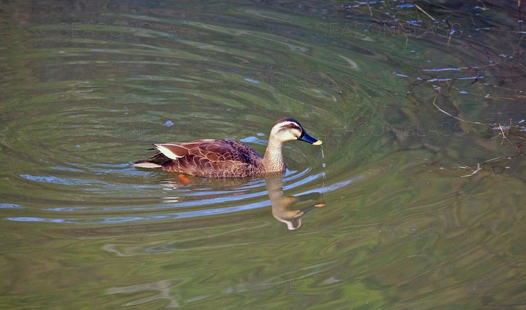 Spot-billed Ducks