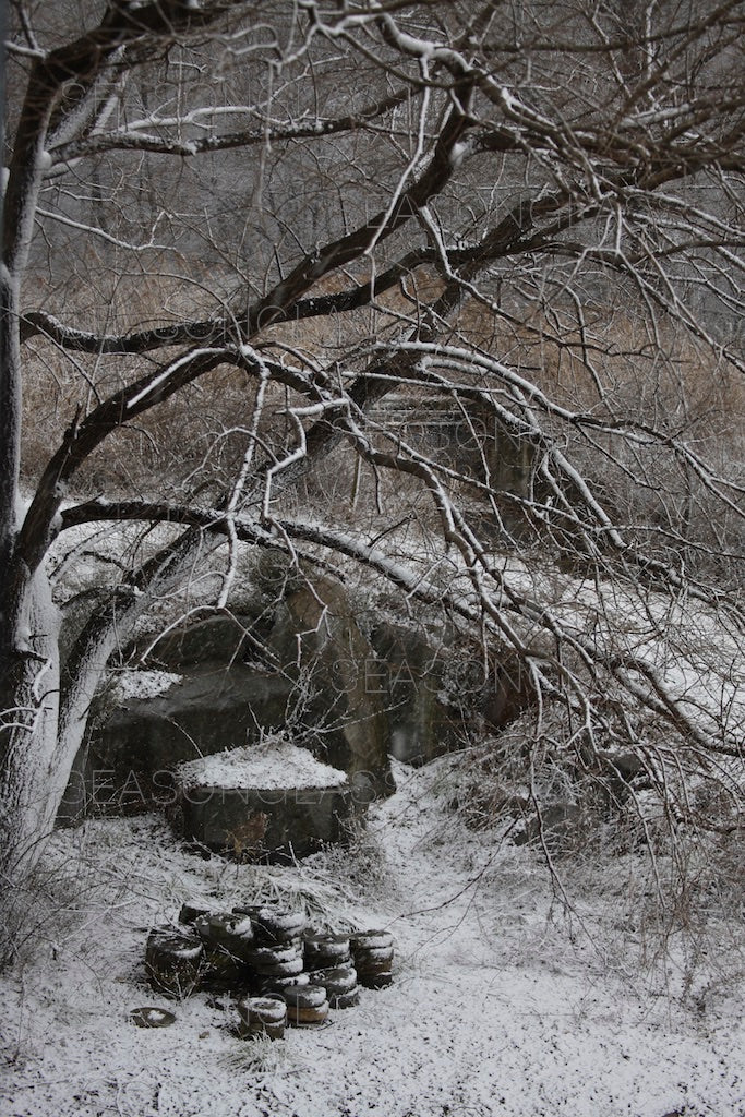 Woods in Winter