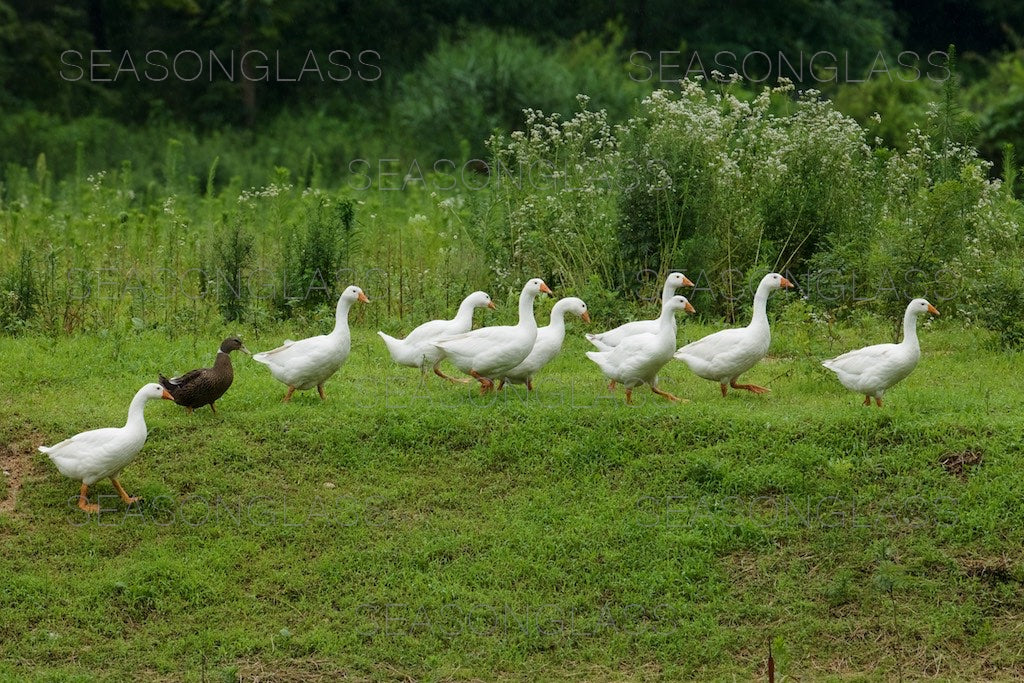 Geese and Duck