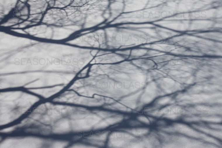 Tree Shadows on snow