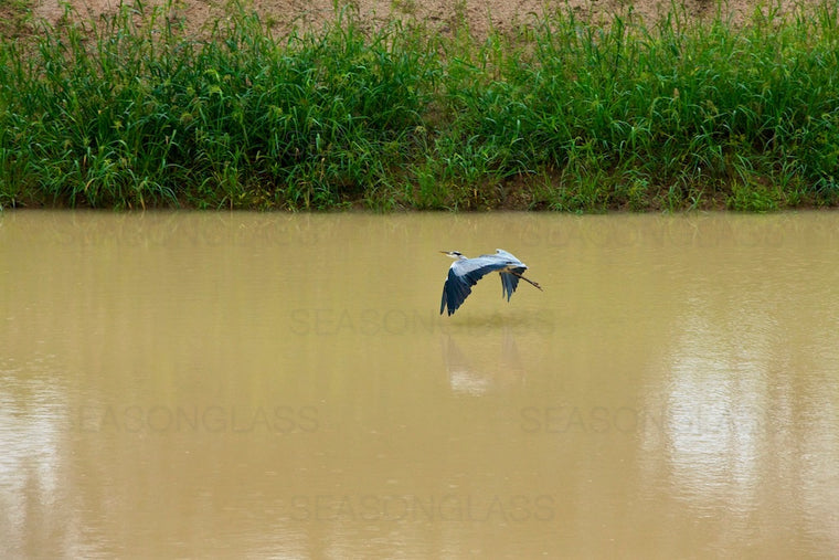 Grey Heron