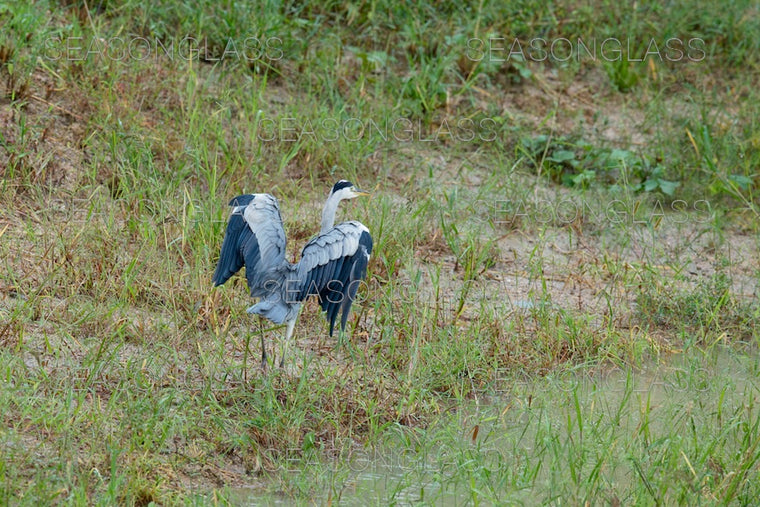 Grey Heron