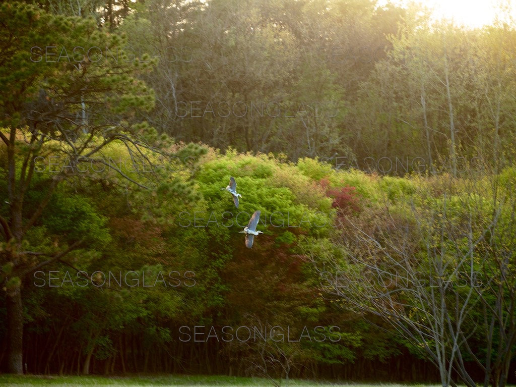 Grey Herons