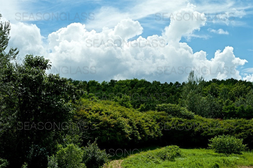 Woods in Summer