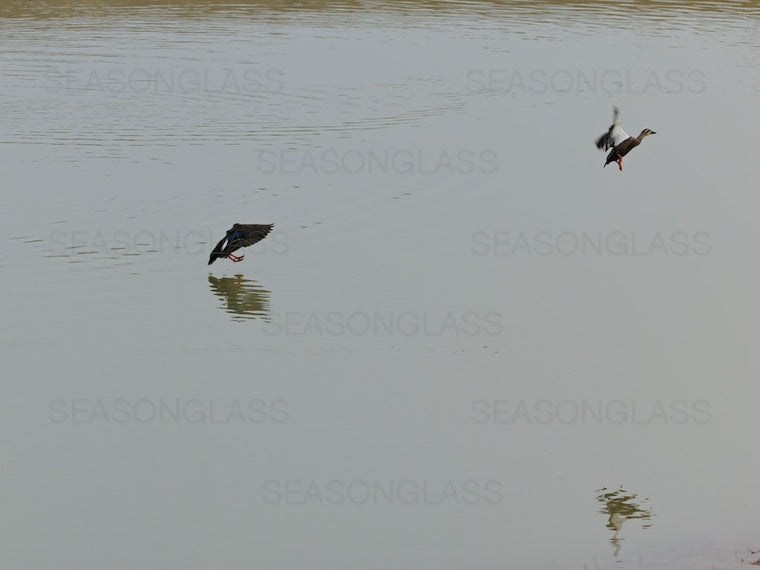 Spot-billed Ducks