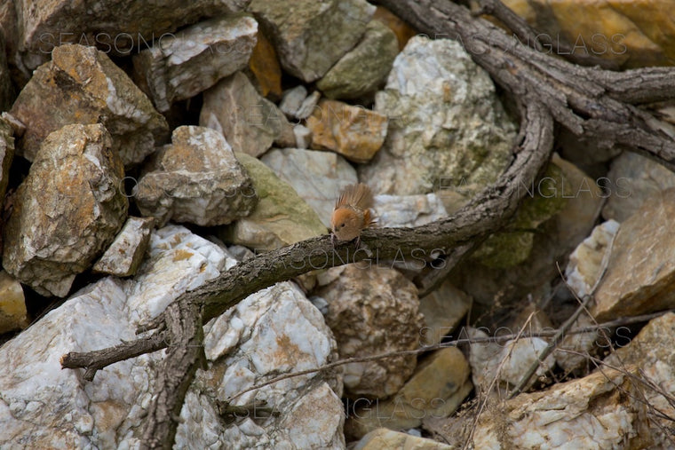 Vinous-throated Parrotbill
