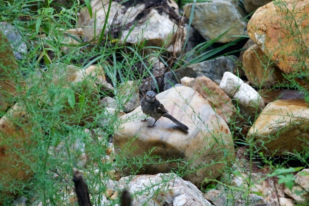 Brown-eared Bulbul