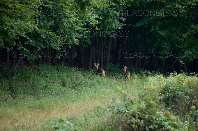 Water Deer
