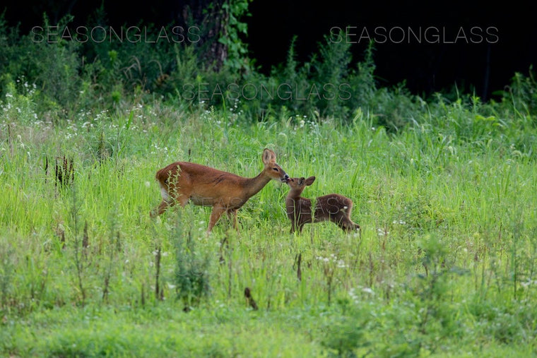 Water Deer