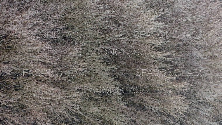 Maple Trees in Winter