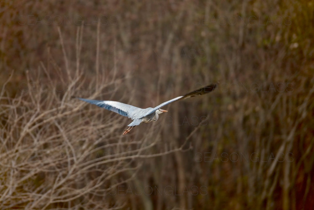 Grey Heron