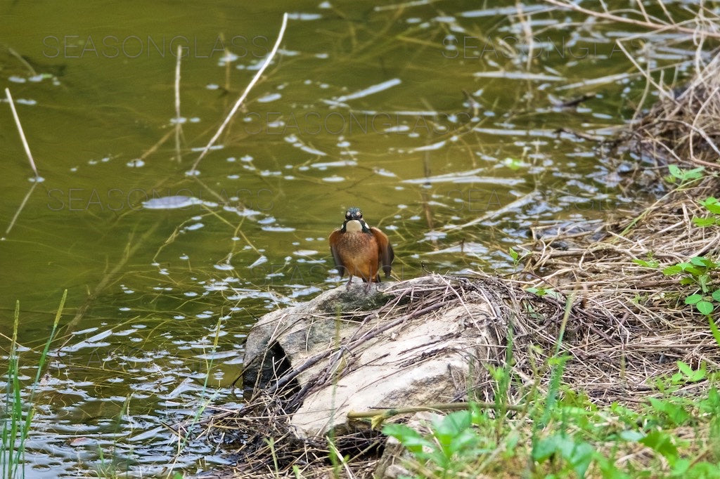 Common Kingfisher