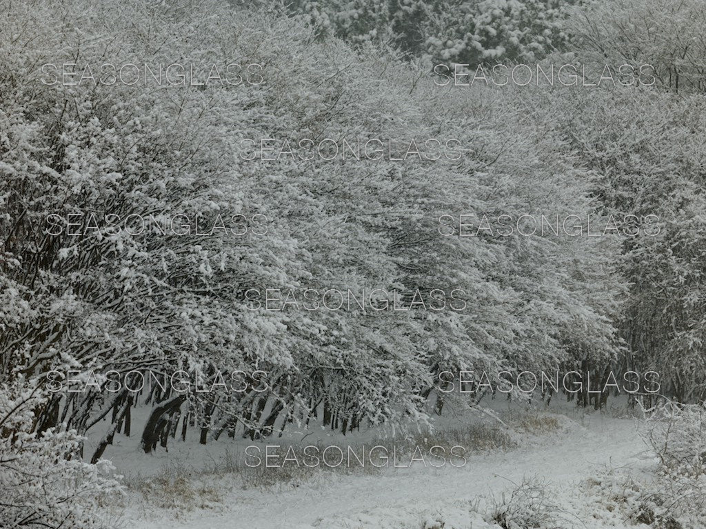 Maple Trees in Winter