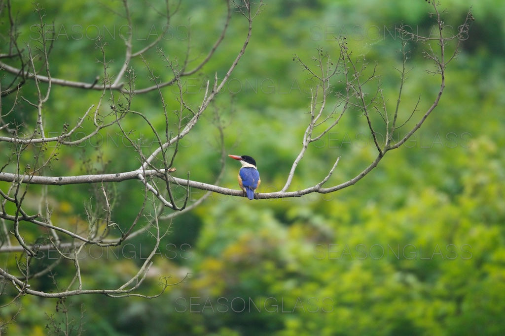 Oriental Dollarbird