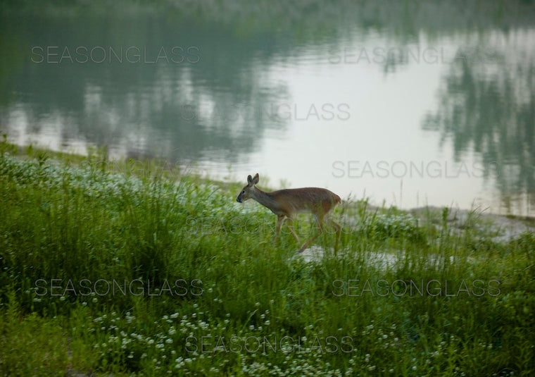 Water Deer
