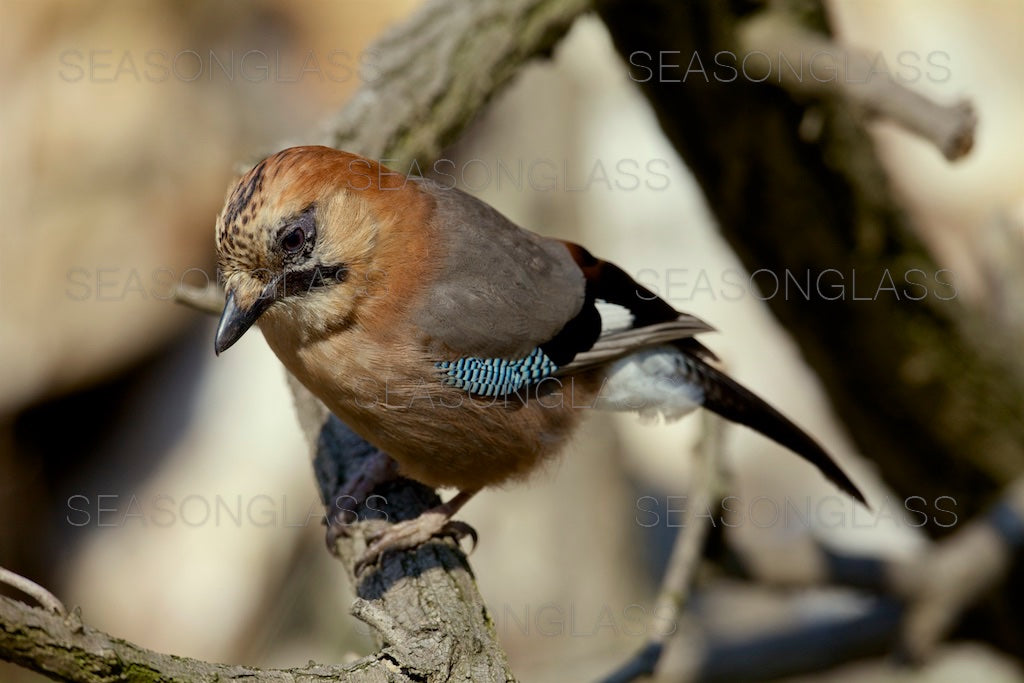 Eurasian Jay