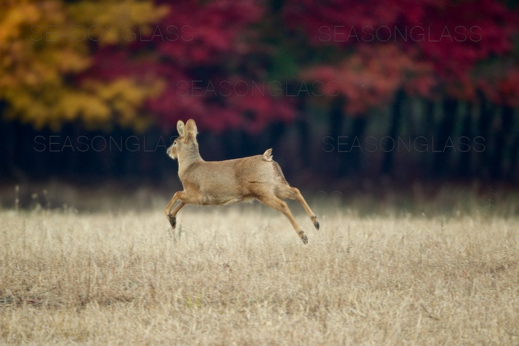 Water Deer