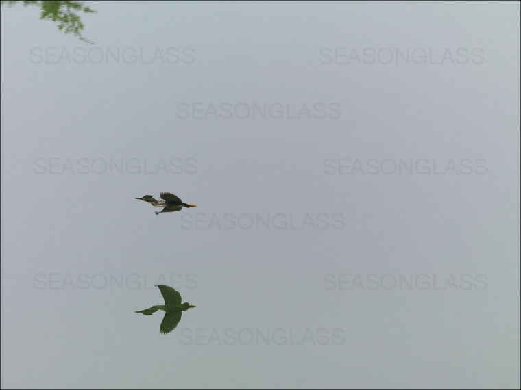 Young Green Heron
