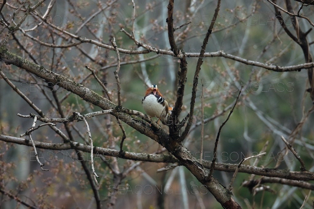 Male Mandarin Duck