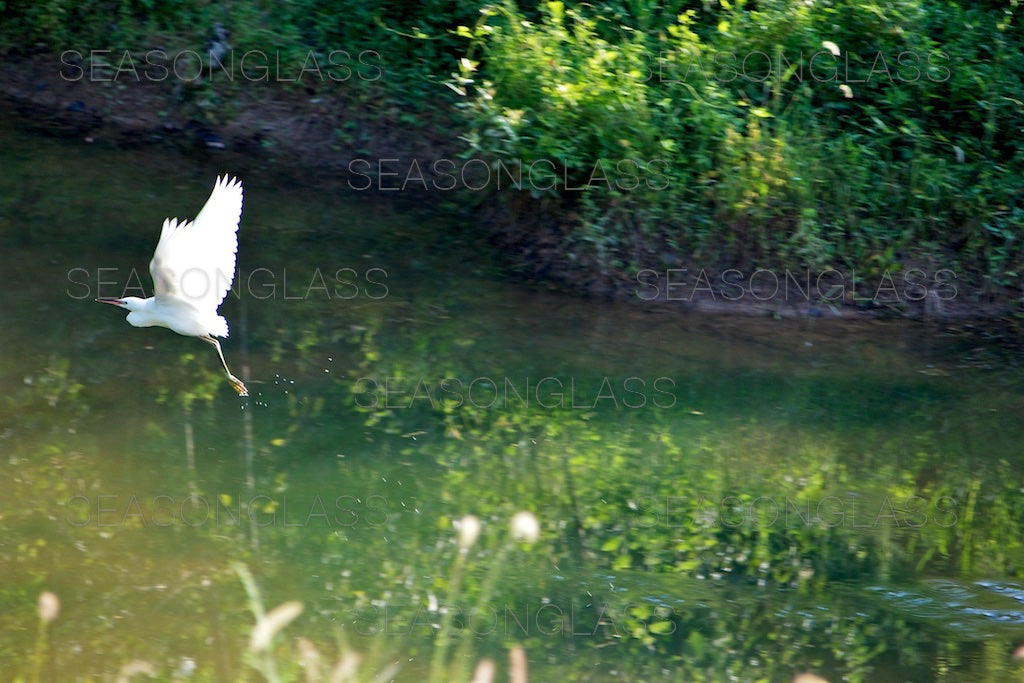 Egret