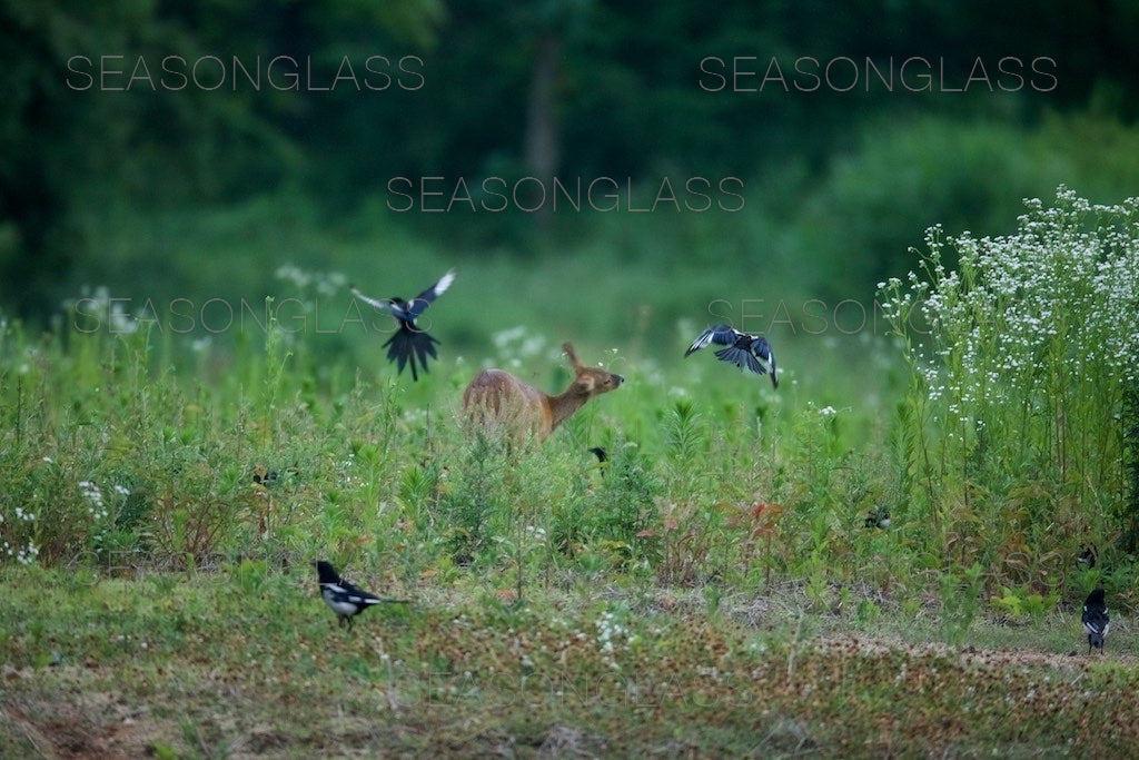 Magpies and Water Deer