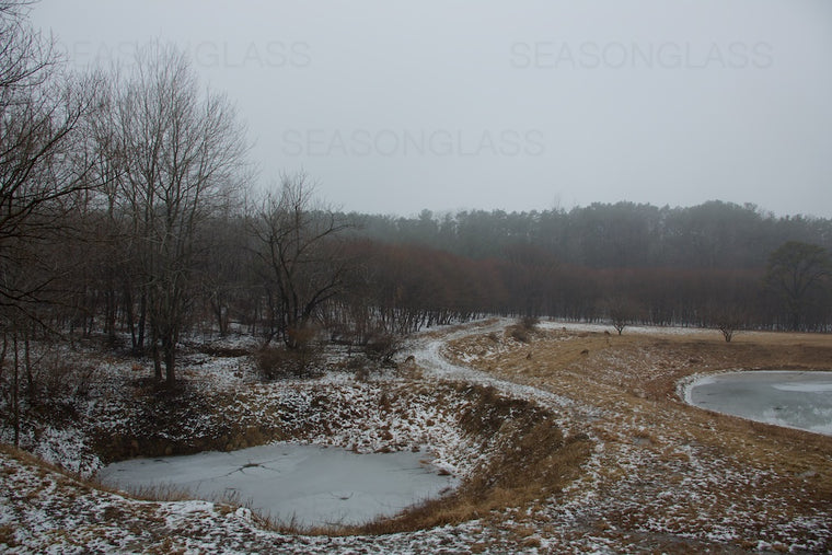 Woods in Winter