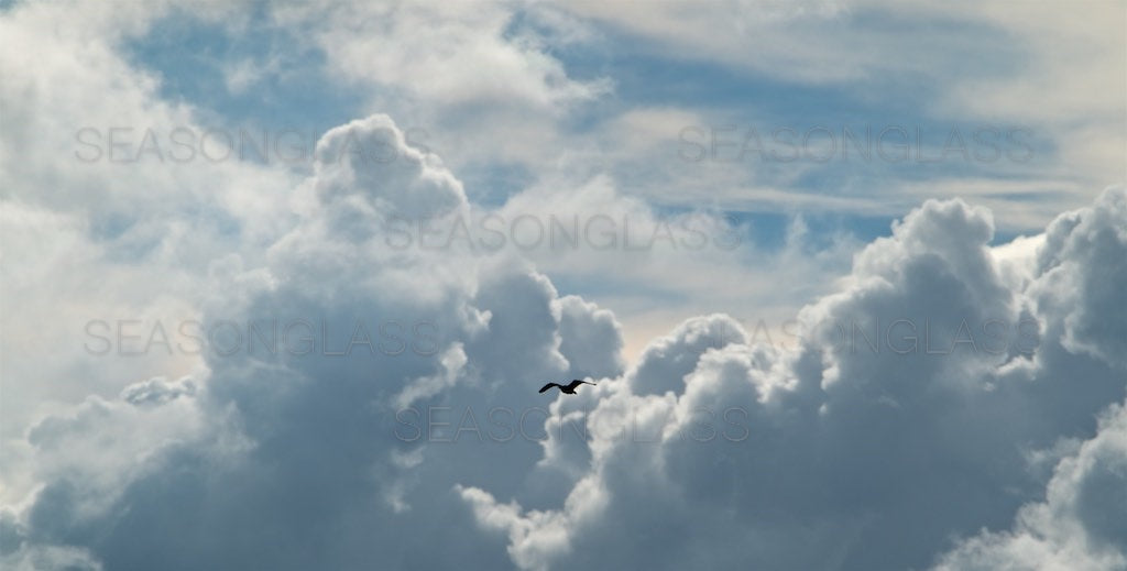 Clouds with Bird