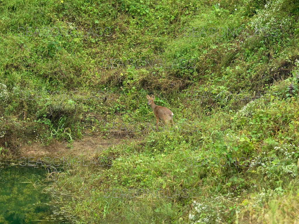 Water Deer