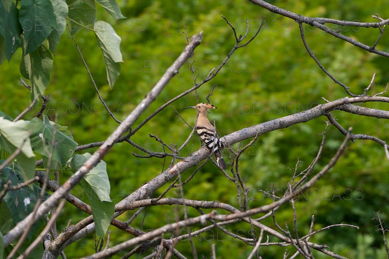 Hoopoe