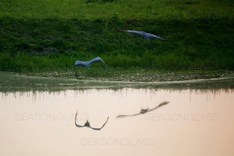 Grey Herons