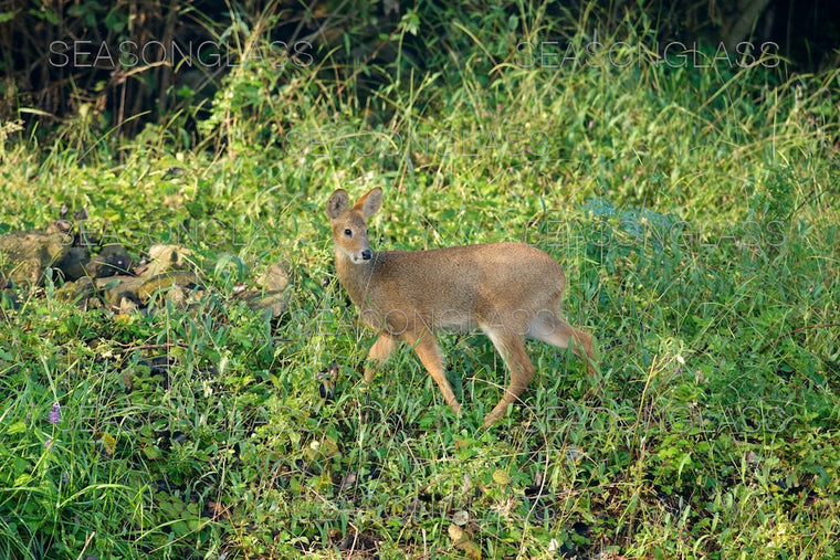 Water Deer