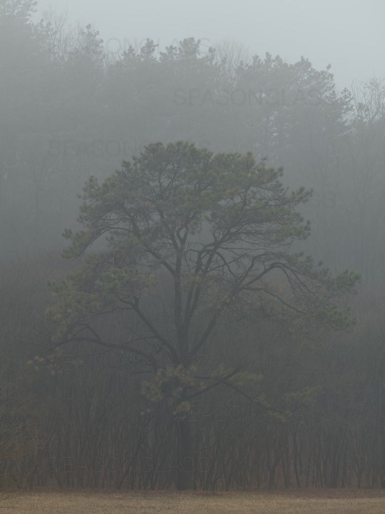 Pine Tree in Winter